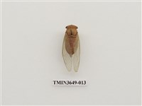 藏品(薄翅蟬)的圖片